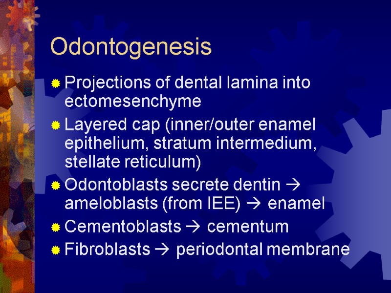 Odontogenesis Projections of dental lamina into ectomesenchyme Layered cap (inner/outer enamel epithelium, stratum intermedium,